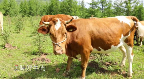 泾源黄牛肉怎么加盟（创业者必读泾源黄牛肉加盟详解）