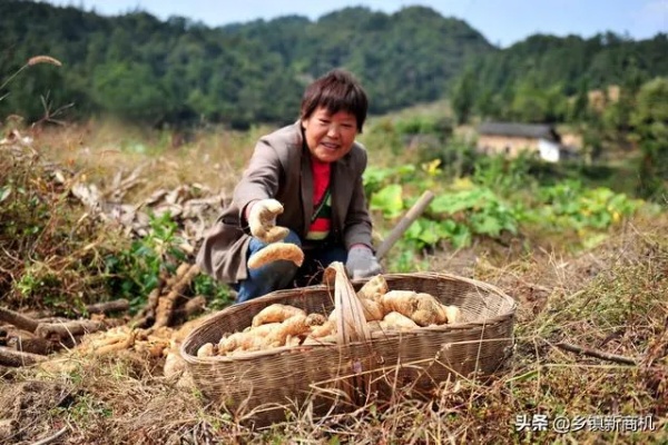 农村人都会做什么赚钱的 农村人都会做什么赚钱的事情 农村人都会做什么赚钱的 农村人都会做什么赚钱的事情
