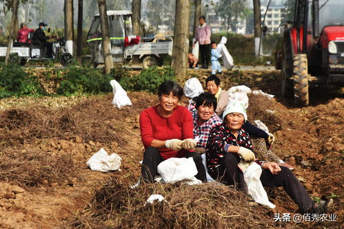 女人在农村家里做什么赚钱 女人在农村家里做什么赚钱多