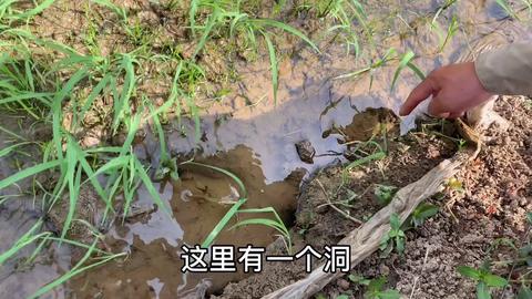 在泥巴里做什么生意好赚钱 在泥巴里生活的动物