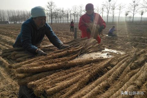 二十万我能做什么赚钱