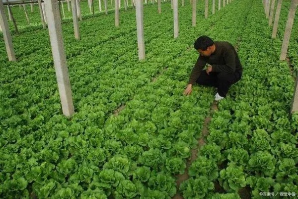 种好菜做什么生意赚钱最快 种什么菜挣钱 经济效益高