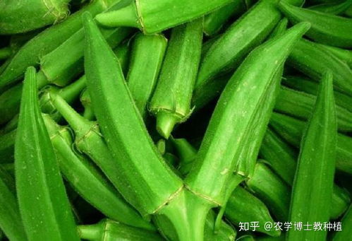 种好菜做什么生意赚钱最快 种什么菜挣钱 经济效益高