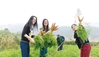 农村创业新方向，农庄经营策略解析——做什么农庄赚钱快又多
