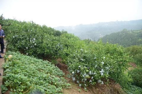 万州农村创业致富之路，探索赚钱新机遇