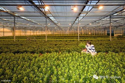 在大棚里能做什么赚钱 在大棚里能做什么赚钱的生意
