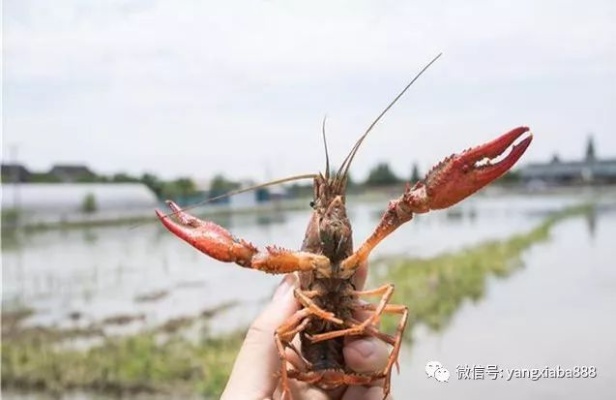 小龙虾基地经营策略，探索热门盈利点