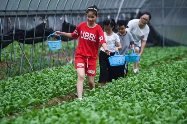 露营经济下的绿色商机，蔬菜种植与露营产业的完美结合