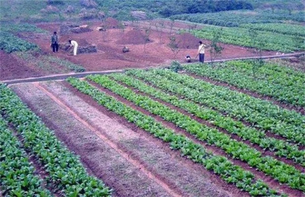 50亩可以做什么生意赚钱 50亩可以做什么生意赚钱呢
