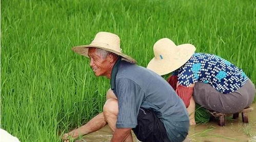 农民不出门做什么生意赚钱 农村不出去打工怎么赚钱