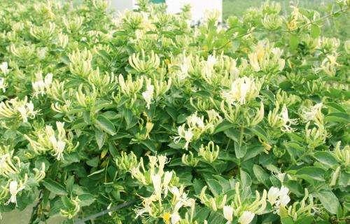 新密金银花祛痘项目加盟 新密特产金银花茶