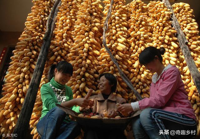 现在的农民应该做什么赚钱？
