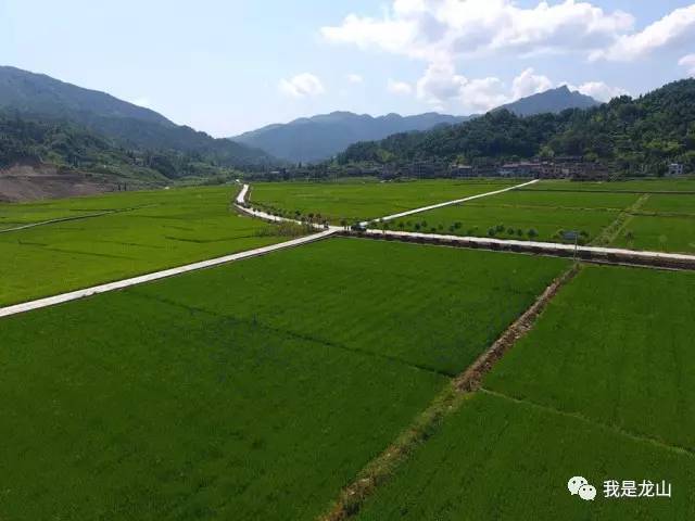 龙山做什么产业赚钱快呢？