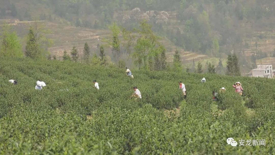 龙山做什么产业赚钱快呢？