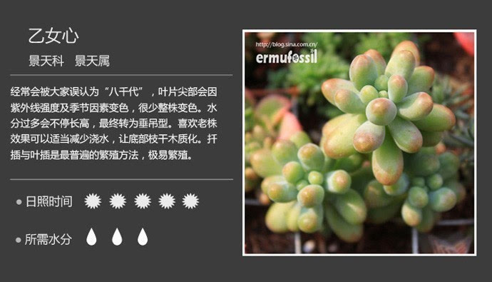 天津多肉盆景项目加盟,打造美丽花园的秘诀 天津多肉盆景项目加盟,打造美丽花园的秘诀