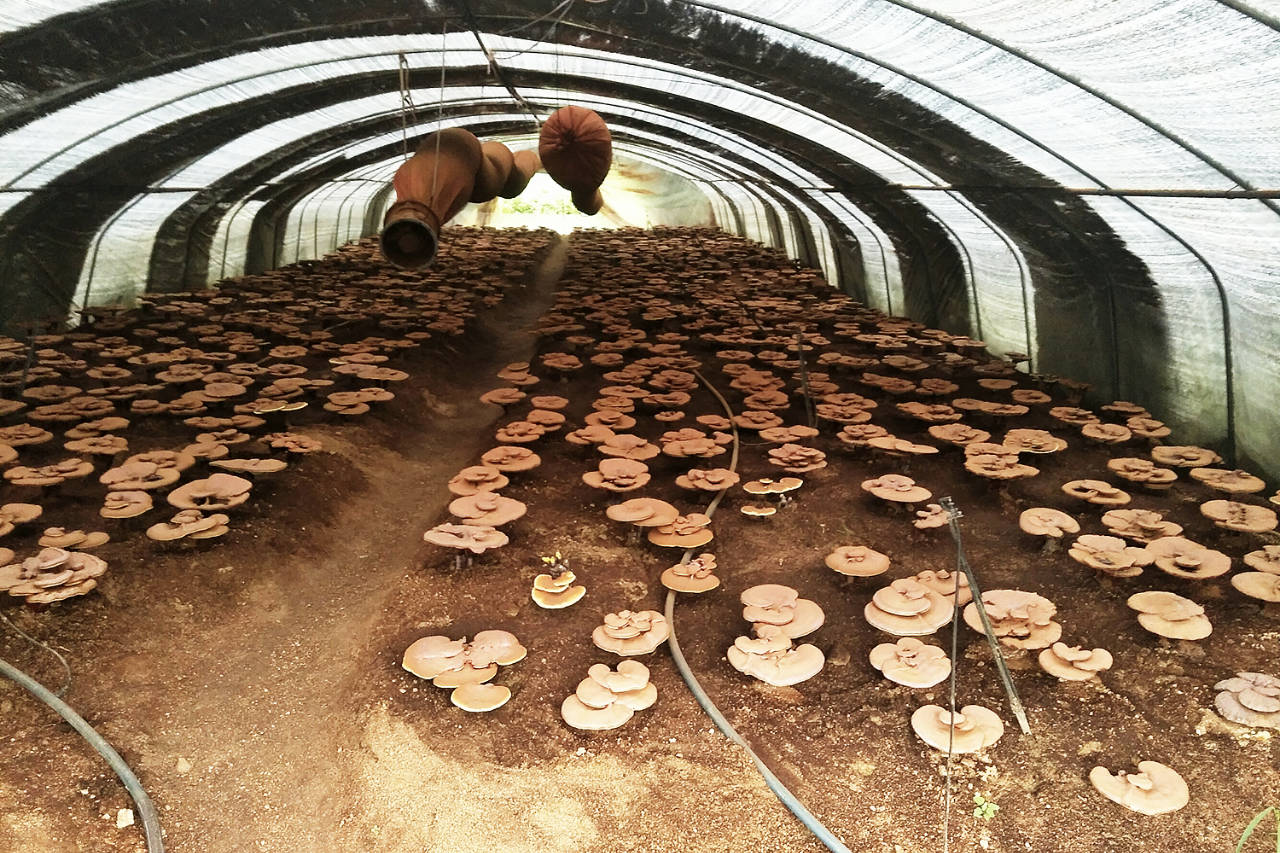 浙江省灵芝项目加盟，探索健康产业的无限商机