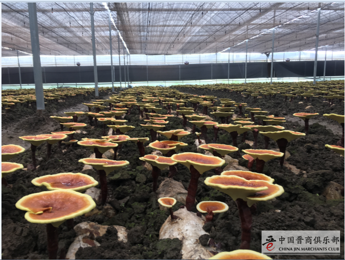 浙江省灵芝项目加盟，探索健康产业的无限商机