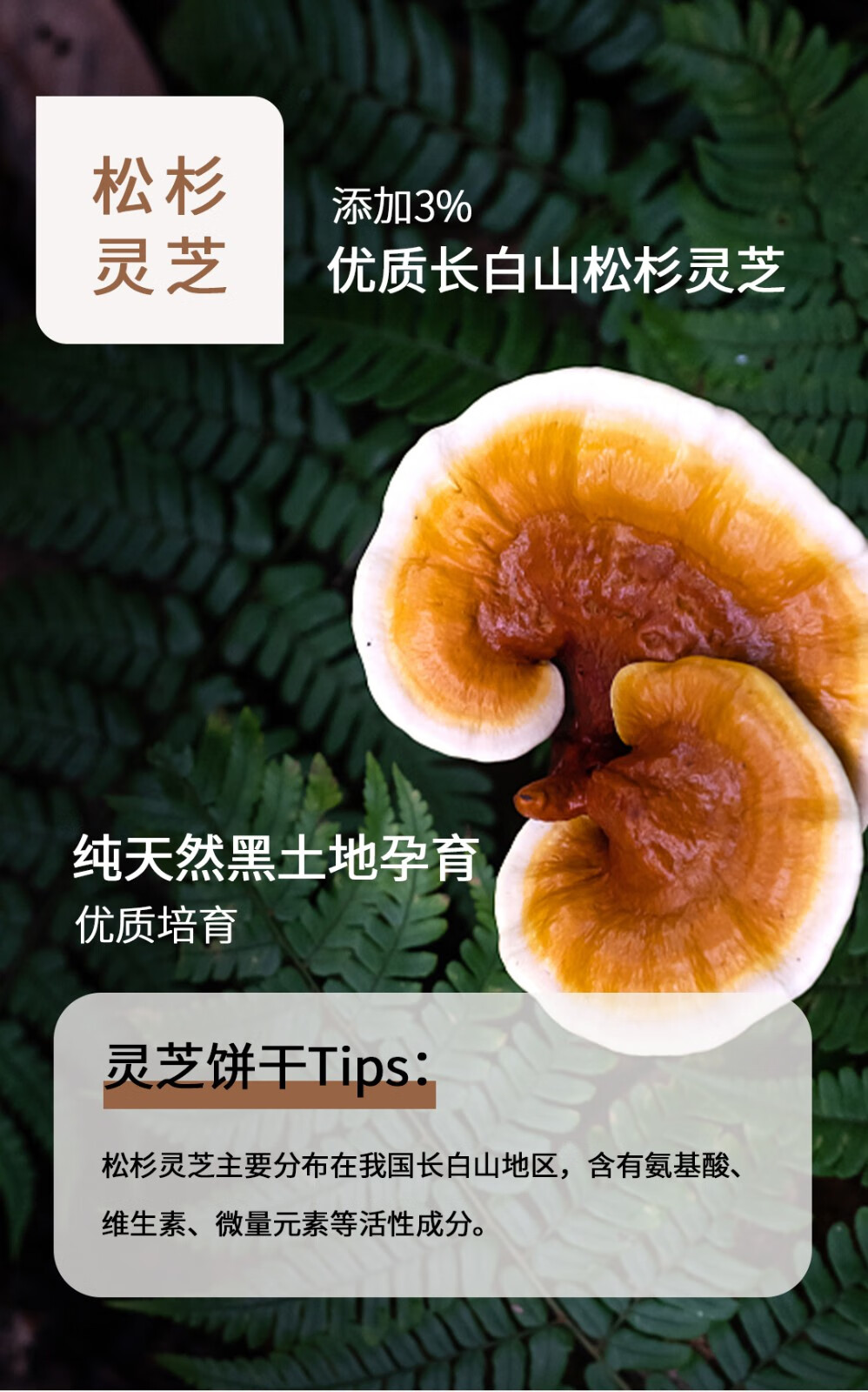 灵芝加盟项目有哪些公司