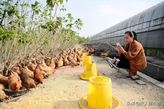 羊小咩享花卡额度兑现攻略,为什么还钱后额度却没了? 羊小咩享花卡额度兑现攻略,为什么还钱后额度却没了?