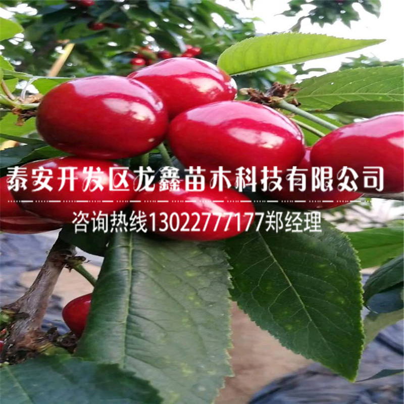 樱桃深加工项目加盟，迈向成功的果实之路