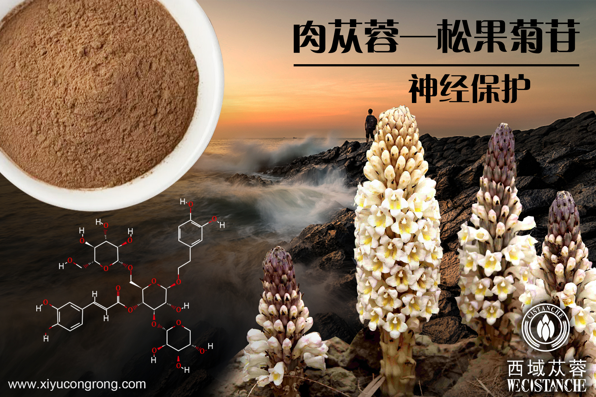 常州苁蓉项目加盟条件要求