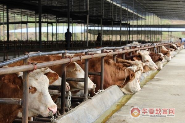 加盟养牛殖业项目招商，开启您的财富之门