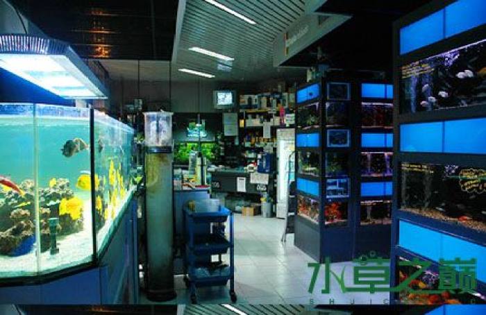 开水族店能做什么生意赚钱 开水族店怎么样