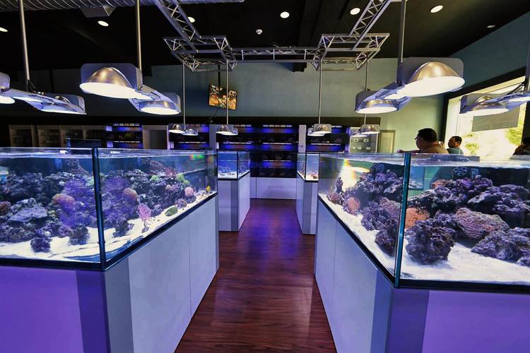 开水族店能做什么生意赚钱 开水族店怎么样