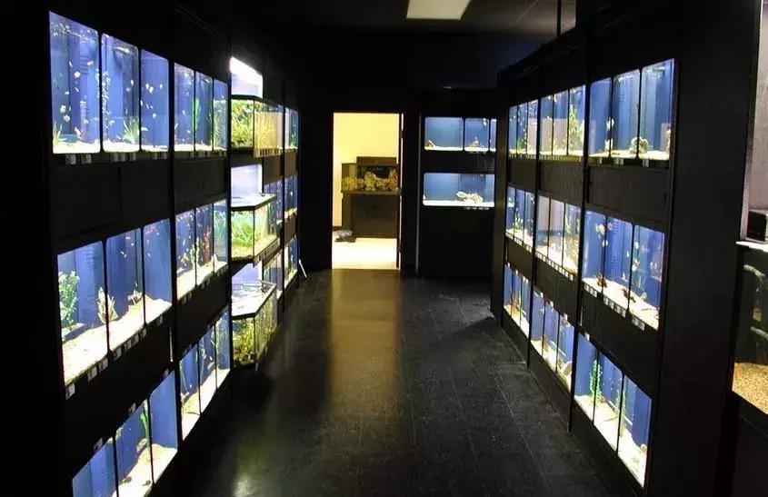 开水族店能做什么生意赚钱 开水族店怎么样