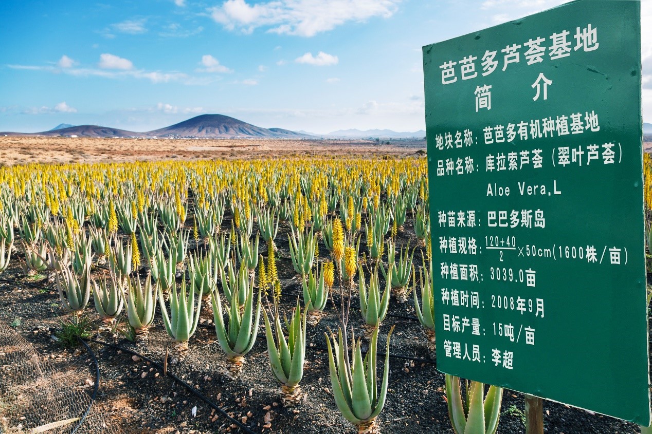 滨州芦荟灌肤加盟项目，美丽事业的新篇章