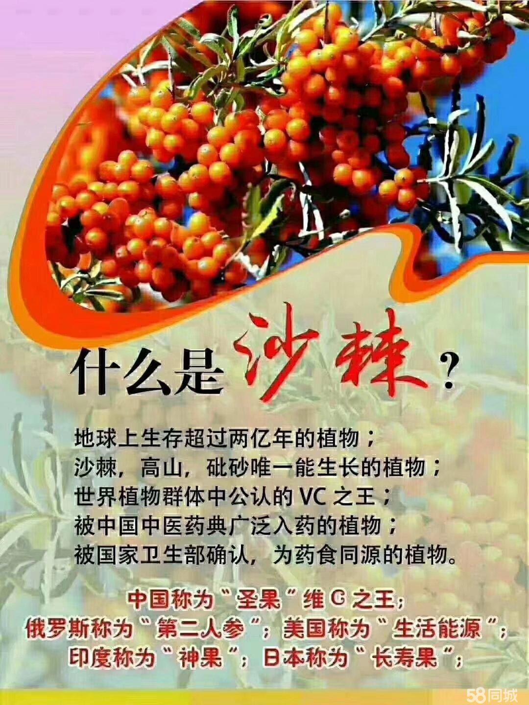 加盟沙棘项目是否是传销？