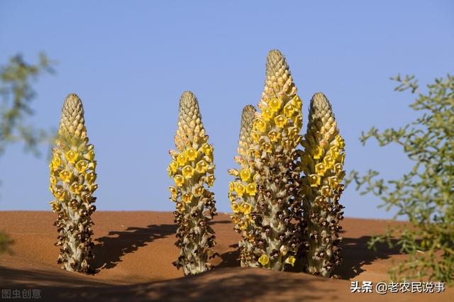 南昌苁蓉项目加盟条件要求