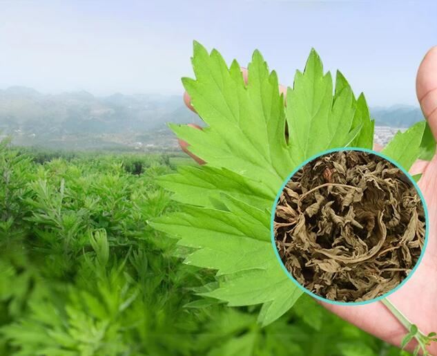 艾草项目加盟费多少？了解加盟前必须知道的事项