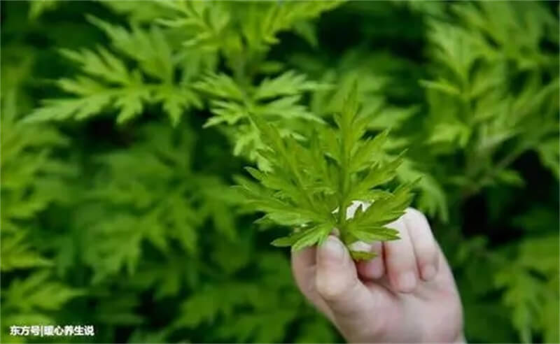 艾草项目加盟费多少？了解加盟前必须知道的事项