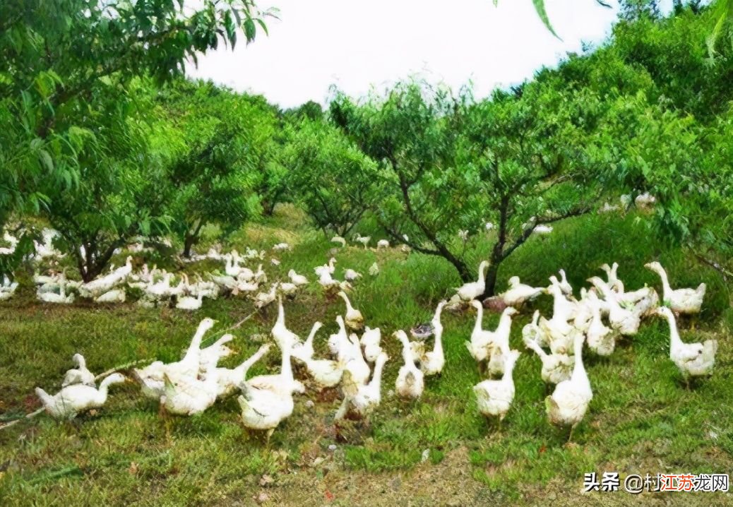 养殖种植加盟项目有哪些？这篇文章将为您解析当前市场中的几种热门养殖种植加盟项目，并探讨它们的优缺点，帮助您做出明智的投资决策。