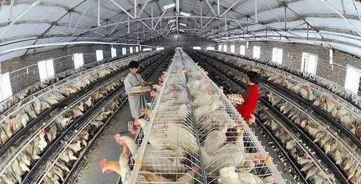 河南养殖业加盟项目，探索与机遇
