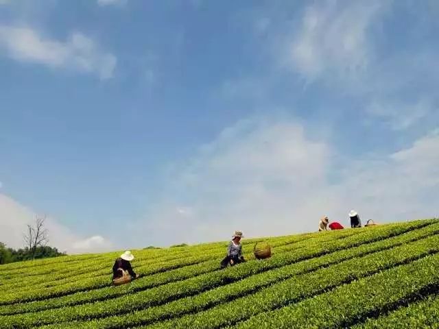 湖南常德农业种植项目加盟,探索现代农业的新篇章