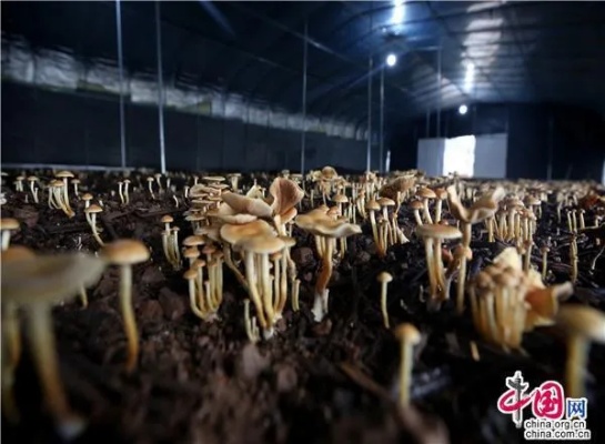 湖南野生菌种植项目加盟，一次探索与体验