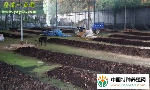 玉林蚯蚓养殖加盟项目电话