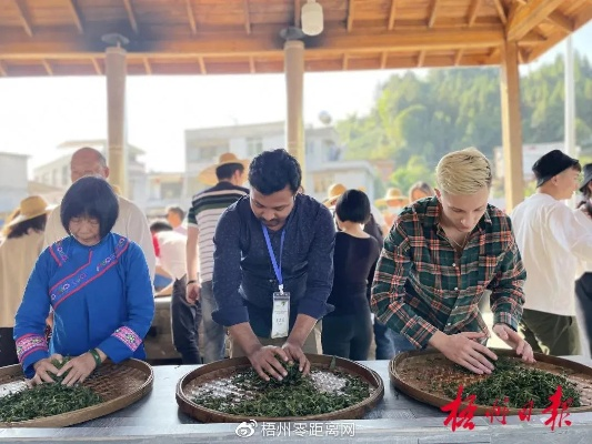 梧州市六堡茶，一杯香茗助力乡村振兴的生动实践