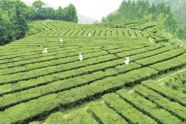 梧州市六堡茶，一杯香茗助力乡村振兴的生动实践