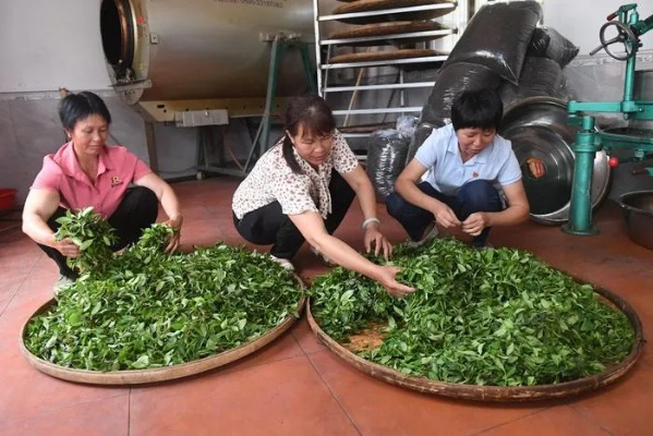 梧州市六堡茶，一杯香茗助力乡村振兴的生动实践