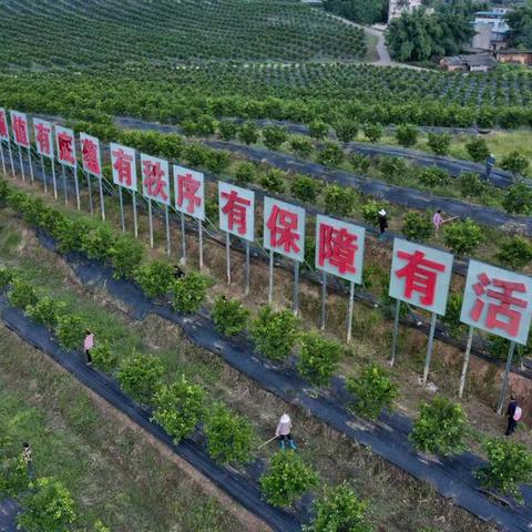 街道如何做好乡村振兴工作，策略与实践分享