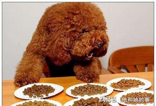 泰迪狗狗零食大比拼，品牌排名揭秘，选对零食让爱宠更快乐！