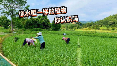 乡村草药种子收售，小本生意大智慧，如何在家门口赚钱？