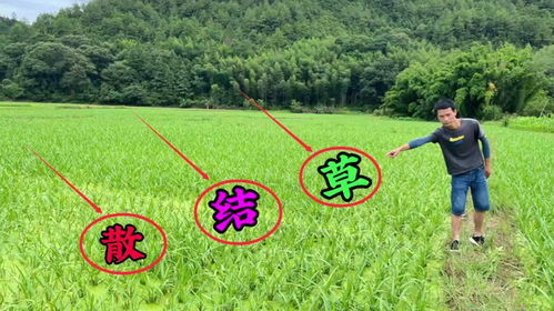 乡村草药种子收售，小本生意大智慧，如何在家门口赚钱？