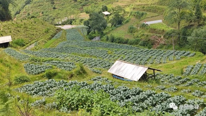 偏远山区乡村振兴之路，因地制宜，共绘美好画卷