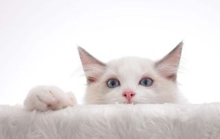 猫咪零食大揭秘，这些品牌让你家的喵星人幸福感满满！