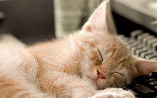 猫咪零食大揭秘，这些品牌让你家的喵星人幸福感满满！