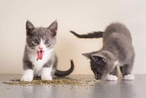猫咪零食大揭秘，这些品牌让你家的喵星人幸福感满满！